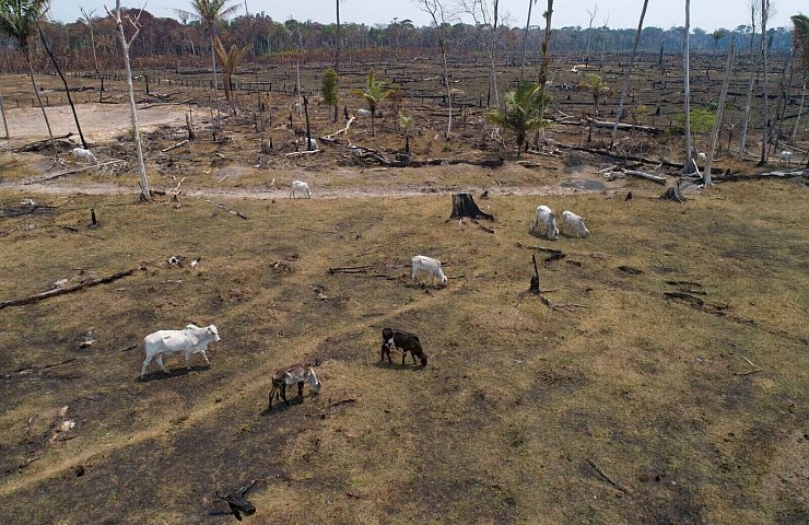 Alles fürs Fleisch: Rinder grasen auf einem gerodeten und abgeholzten Feld nahe Canutama im brasilianischen Amazonasgebiet. - © Andre Penner/AP/dpa