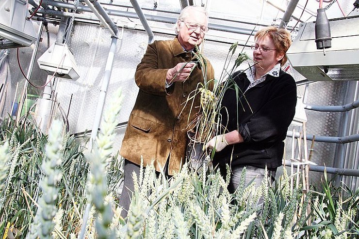Kritischer Blick: Wilhelm Graf von der Schulenburg und Getreideassistentin Ursula Schlüter vom Saatzuchtbetrieb W. von Borries-Eckendorf prüfen den Ährentyp beim Weizen. - © Foto: Breder