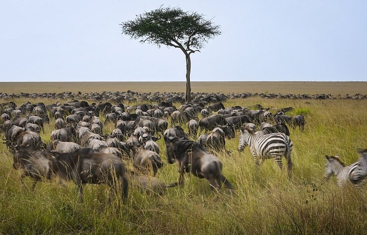 Die alljährliche Gnuwanderung von der Serengeti in die Masai Mara ist ein weltberühmtes Naturspektakel - © Han Xu/XinHua/dpa
