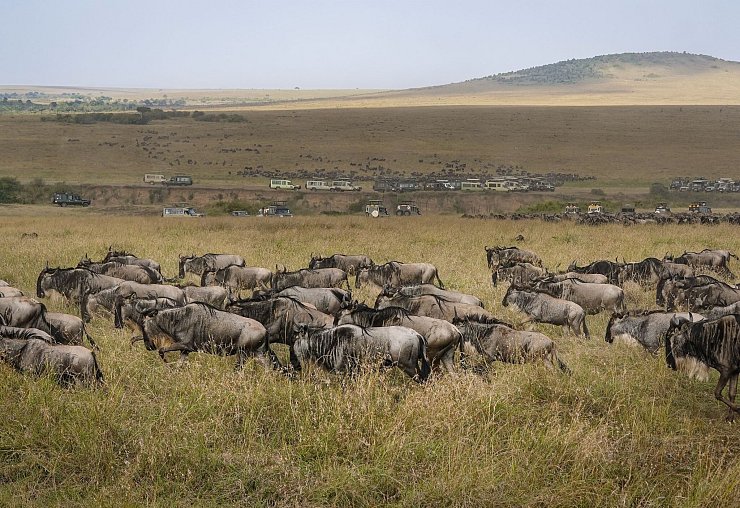 Die alljährliche Gnuwanderung von der Serengeti in die Masai Mara ist ein weltberühmtes Naturspektakel - © Han Xu/XinHua/dpa