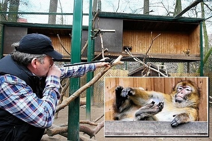 Dr. Wolfgang Holtmann hat im Affengehege das Blasrohr angesetzt, um Berberäffin Sissi (hinten rechts im großen Bild) mit einem Narkosepfeil betäuben zu können. Dann wurde das getroffene Tier immer müder und müder. - © FOTO: FRANK-MICHAEL KIEL-STEINKAMP
