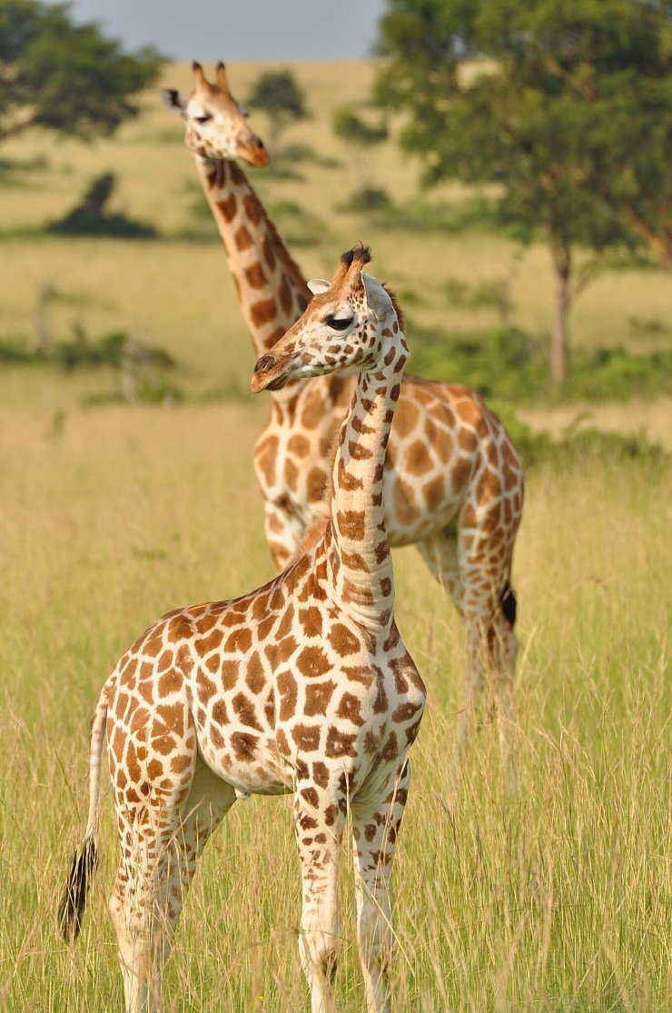 Jungtier und Mutter einer Nord-Giraffe - © -/GCF/dpa