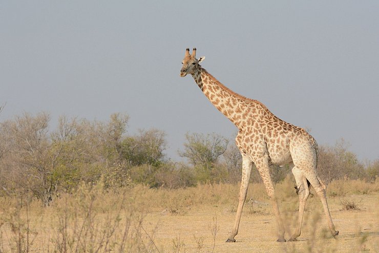 Eine Süd-Giraffe - © Billy Dodson/GCF/dpa