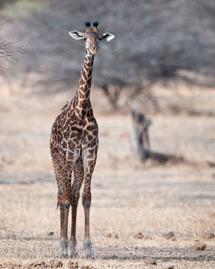 Eine junge Masai-Giraffe - © Billy Dodson/GCF/dpa