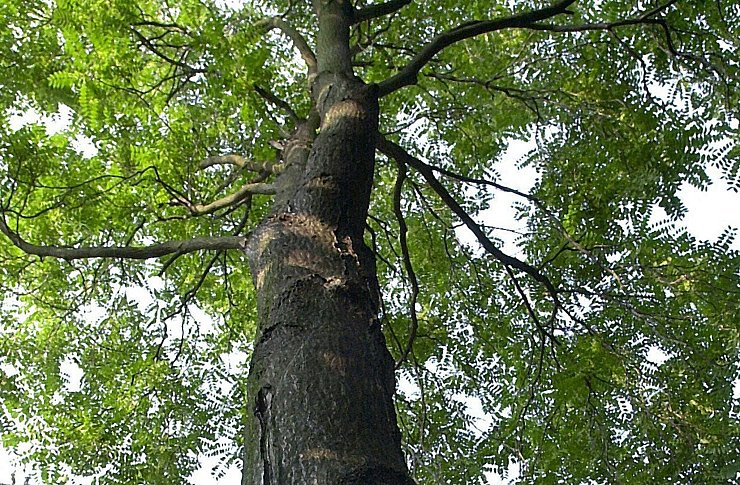 Der Götterbaum ist robust, aber nicht unbedingt beliebt. Er verdrängt andere Arten. - © Waltraud Grubitzsch/zb/dpa