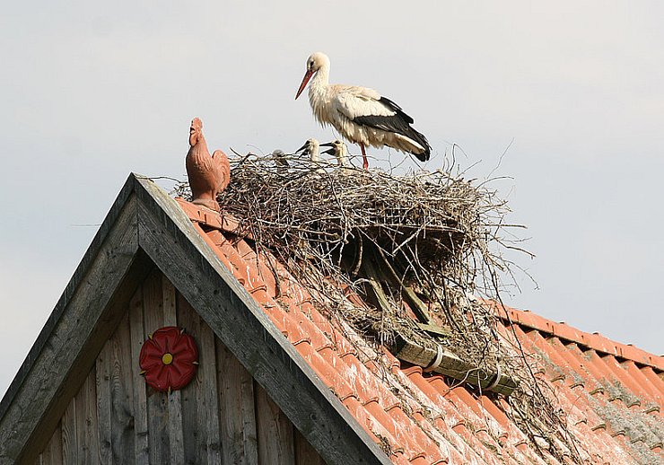 Hoch oben auf dem Dach: In Donop ziehen zurzeit drei Storchenpaare ihren Nachwuchs groß. Vermutlich bis Ende August werden die langbeinigen Vögel dort bleiben, bevor sie zum Überwintern nach Afrika starten. - ©