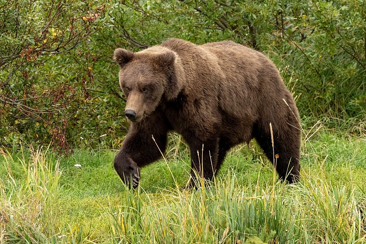 Für den Bären-Nachwuchs gibt es einen Junior-Wettbewerb. - © C. Cravatta/National Park Service/AP/dpa