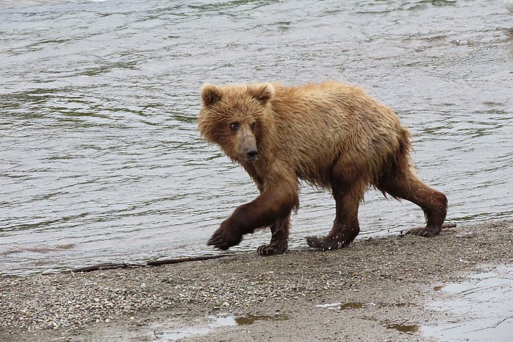 Im Sommer müssen die Braunbären vor der Winterruhe anspecken. - © T. Carmack/National Park Service/AP/dpa