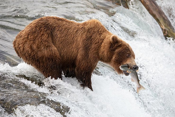 Die Braunbärin 402 hat den Angriff eines männlichen Bären nicht überlebt. - © -/Katmai National Park and Preserve/dpa