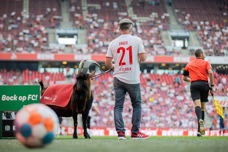 Hennes ist bereits in neunter Generation das Maskottchen beim FC. - © Rolf Vennenbernd/dpa