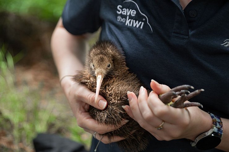 Neuseeland verliert viele Kiwis. Die Organisation Save the Kiwi hilft den Tieren deshalb. - © Madison Farrant/Save the Kiwi/dpa