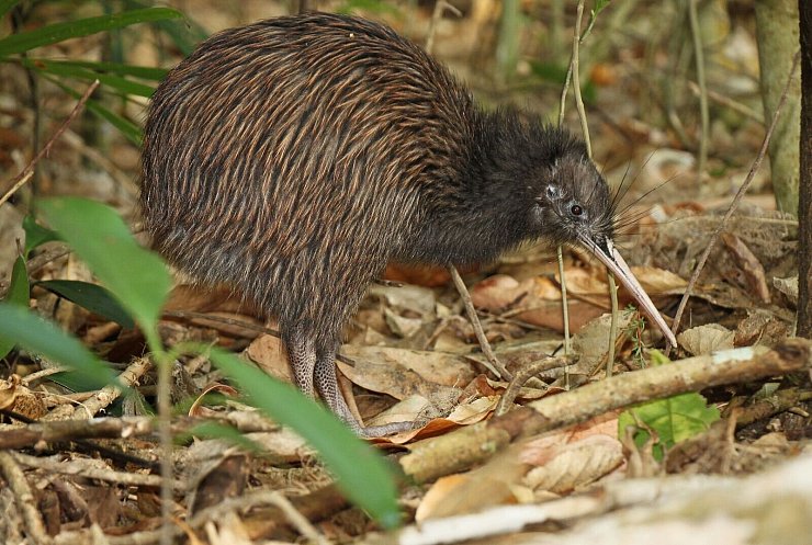 Der Schnabel hilft den Kiwis bei der Nahrungssuche. - © Ruud Kleinpaste/Save the Kiwi/dpa