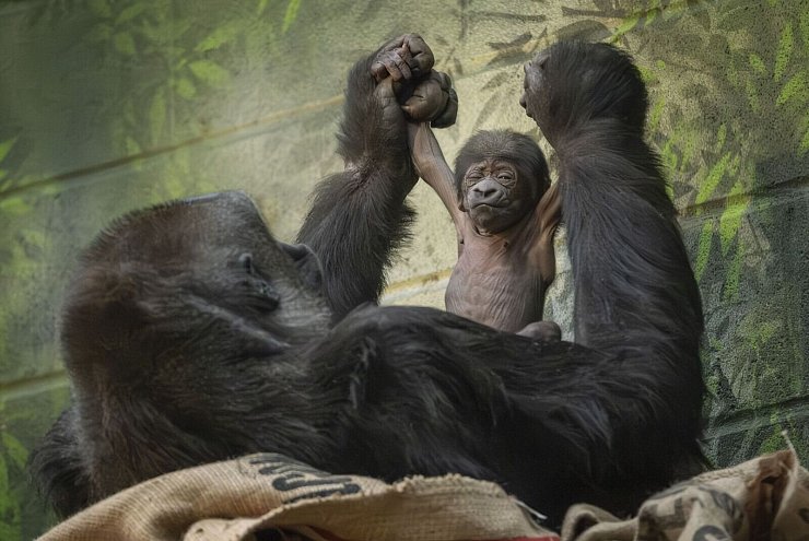 Fast schon sportlich präsentiert sich das winzige Gorilla-Baby mit seiner Mama. - © Zsl/PA Media/dpa