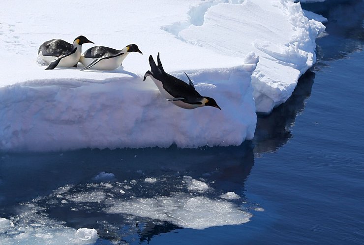 Kaiserpinguine springen von einer Eiskante ins Meer. - © Liu Shiping/Xinhua/dpa