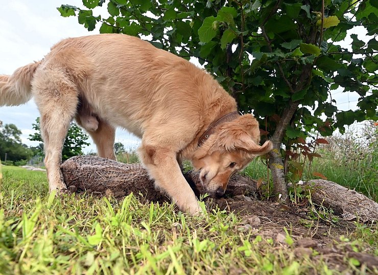 Hunde bekommen bei der Trüffelernte zum Einsatz - hier ist ein Golden Retriever Trüffelspürhund in Baden-Württemberg. (Archivbild) - © Uli Deck/dpa