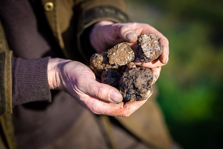 Ein Trüffelbauer in Niedersachsen hält auf seiner Plantage geerntete Pilze in der Hand. (Archivbild) - © Moritz Frankenberg/dpa