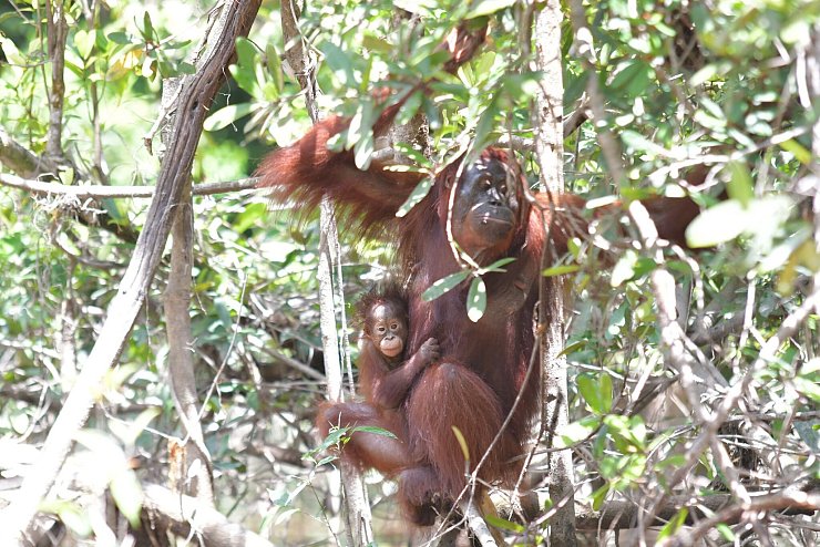 Orang-Utan-Weibchen Melata hatte sich zunächst um ihr Baby Dumel gekümmert, verschwand dann aber spurlos im Dschungel. - © Bos Foundation/dpa