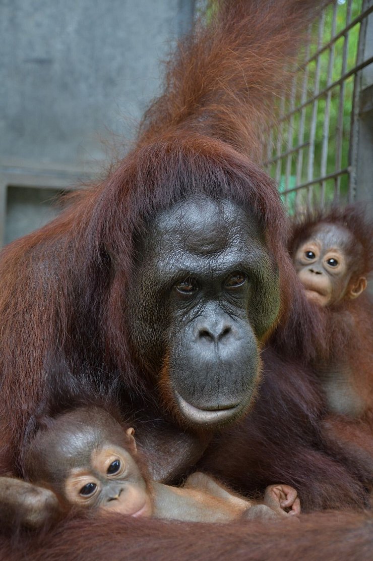 Das Orang-Utan-Weibchen Du hat mit der Adoption auch Experten überrascht. - © Bos Foundation/dpa