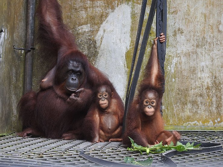 Die Kleinfamilie ist vorübergehend wieder ins Rettungszentrum Nyaru Menteng gezogen. - © Bos Foundation/dpa
