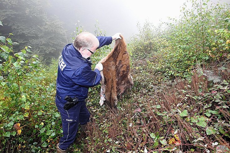 Polizeihauptkommissar Rudolf Peitzmann zeigt das Fell eines getöteten Rothirsches. - © FOTO: PETER STEINERT