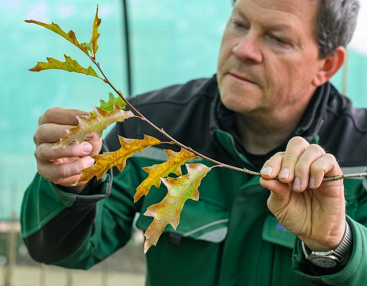 Baumschulgärtner Holger Derno betrachtet in der Baumuniversität Blätter einer Eiche (Quercus canbyi). Diese Eichenart ist unter anderem in Mexiko heimisch. (Archivbild) - © Patrick Pleul/dpa