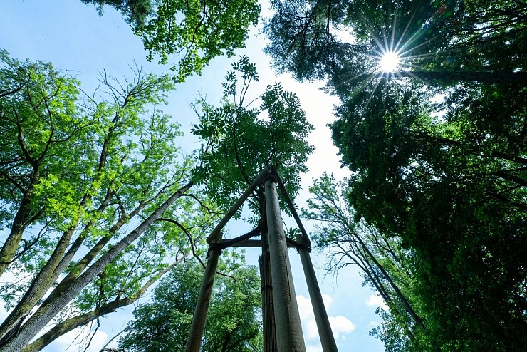 Lange Trockenperioden machen immer mehr Bäumen in historischen Parks zu schaffen. - © Pia Bayer/dpa