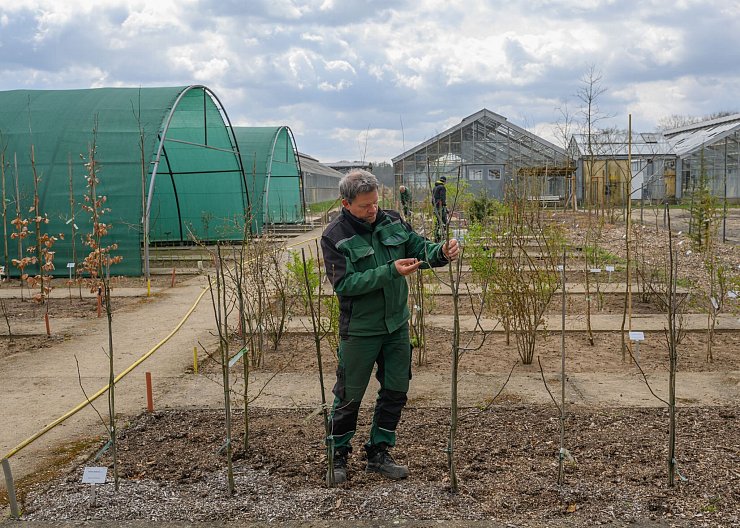Die Neue Branitzer Baumuniversität versorgt den Park mit besonders klimaresistenten Bäumen. (Archivbild) - © Patrick Pleul/dpa