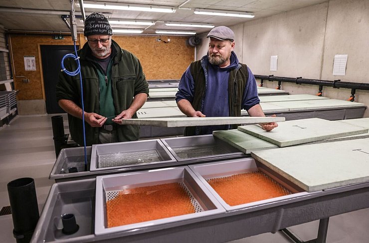 Die Wildlachs-Eier werden über den Winter im Wildlachszentrum ausgebrütet. - © Oliver Berg/dpa