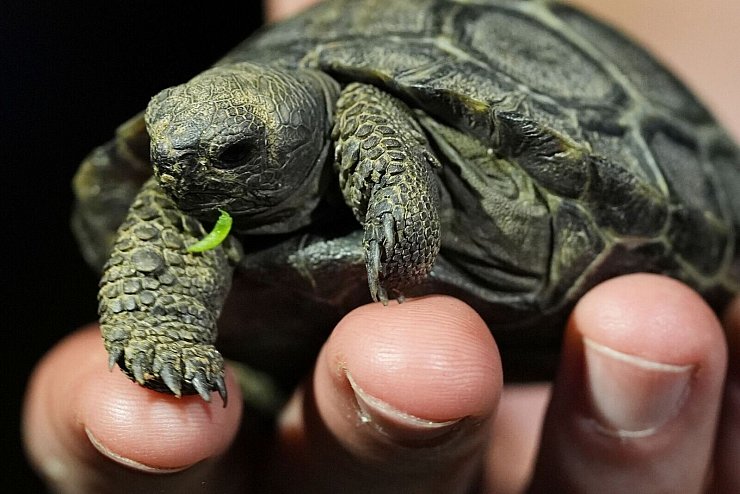 "Wenn ich groß bin, werde ich eine Riesenschildkröte!". Eine von vier Galapagos-Riesenschildkröten, die im Zoo von Philadelphia geschlüpft sind, wird auf einer Hand präsentiert. - © Matt Rourke/AP/dpa
