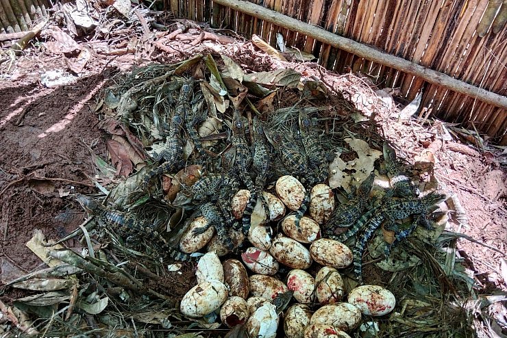 60 Krokodilbabys sind geschlüpft. - © Bros Pov/Fauna & Flora/AP/dpa
