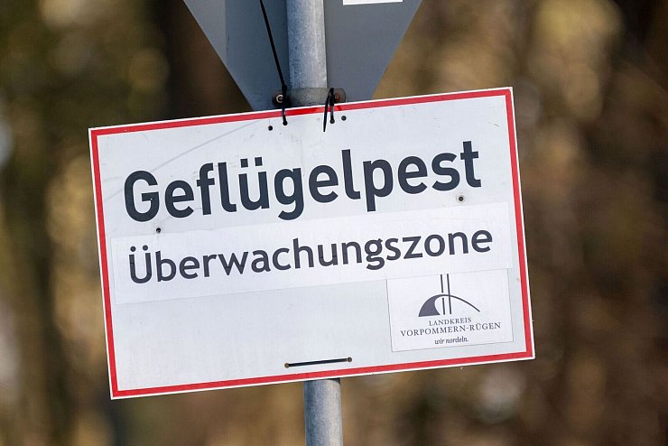 Nach Vogelgrippe-Ausbrüchen in zwei Geflügelhaltungen in Vorpommern mussten rund 150.000 Tiere gekeult werden. (Archivbild) - © Stefan Sauer/dpa