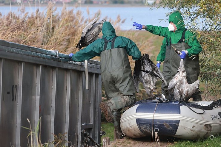 Kraniche verenden derzeit in großer Zahl an der Vogelgrippe. (Archivbild) - © Matthias Bein/dpa