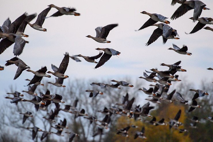 Mit dem Vogelzug erhöht sich alljährlich im Herbst die Gefahr, dass auch das Vogelgrippe-Virus eingeschleppt wird. (Symbolbild) - © Klaus-Dietmar Gabbert/dpa