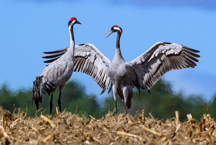 Für Kraniche birgt die Rast derzeit große Gefahr. Viele Tiere sind mit dem Geflügelpest-Virus infiziert. - © Patrick Pleul/dpa