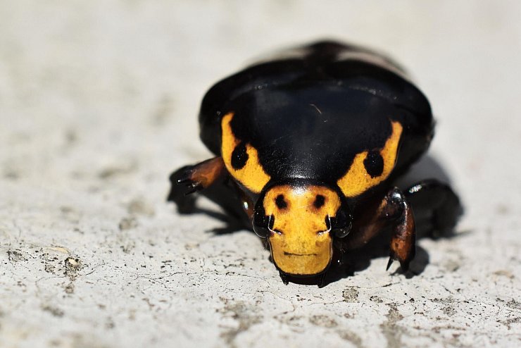 Der Käfer soll sich mit der stierähnlichen Musterung immer wieder Richtung Kameralinse gedreht haben. - © Abhijeet Bayani/BMC Journals Image Competition/dpa