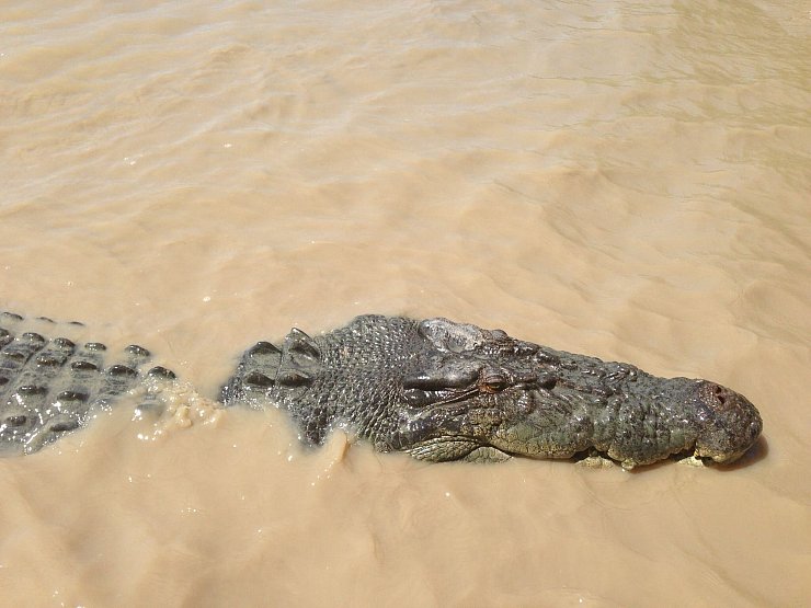 Im Northern Territory gibt es schätzungsweise 100.000 Krokodile. - © Neda Vanovac/AAP/EPA/dpa