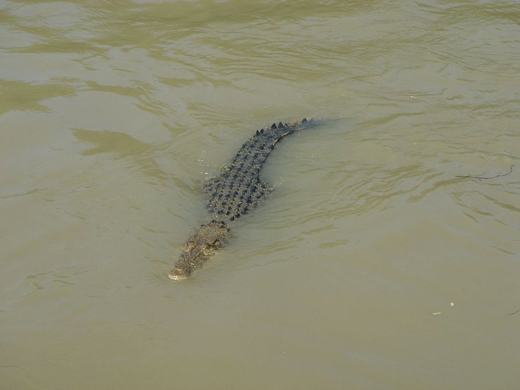 Salzwasserkrokodil im Fluss Adelaide: In Australiens Gewässern lauern vielerorts Krokodile. - © Carola Frentzen/dpa