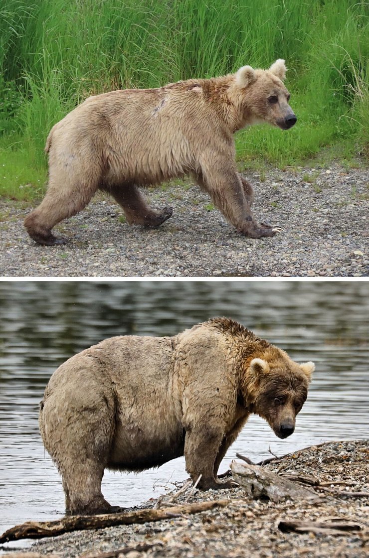 Noch ganz schlank geht Braunbärin Holly am 28. Juni 2022 durch den Katmai-Nationalpark in Alaska (oben); am 10. September 2022 hat sie sich bereits eine ordentliche Fett-Reserve zugelegt (unten). - © T.Carmack/E.Johnston/Katmai National Park and Preserve/dpa