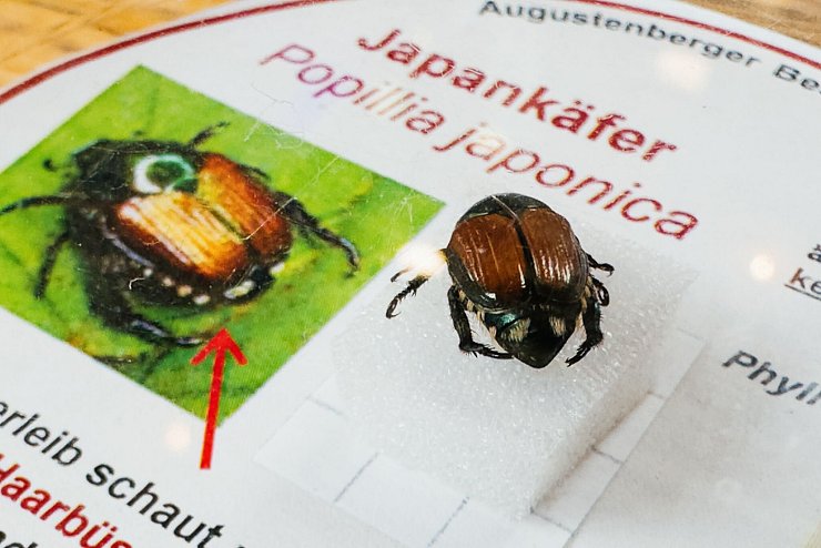 Der gefräßige Japankäfer wird inzwischen auch mit Fadenwürmern bekämpft. (Archivbild) - © Philipp von Ditfurth/dpa