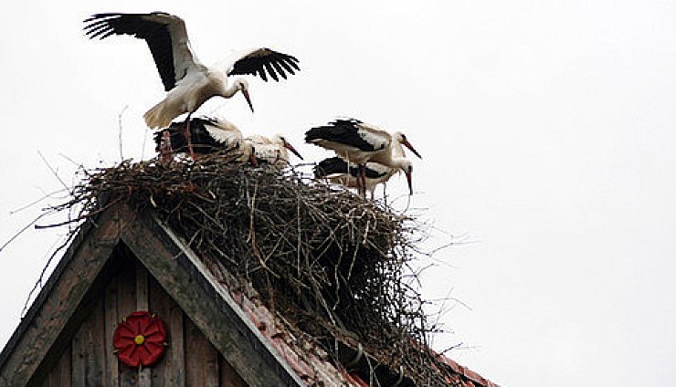 19 Störche drängeln sich über Donop - © Blomberg