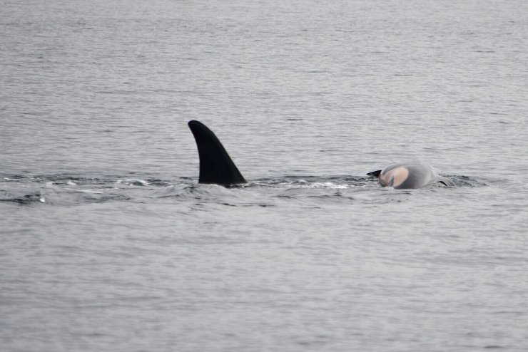 Laut NOAA können sich neben Orcas auch andere soziale Tiere wie Elefanten oder Primaten manchmal nicht von ihrem toten Nachwuchs trennen. (Handout) - © Candice Emmons/NOAA Fisheries West Coast/AP/dpa