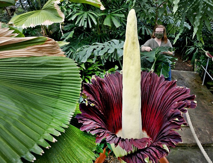 Warum die Knolle gestohlen wurde, ist bisher unbekannt. (Archivbild) - © Roland Weihrauch/dpa