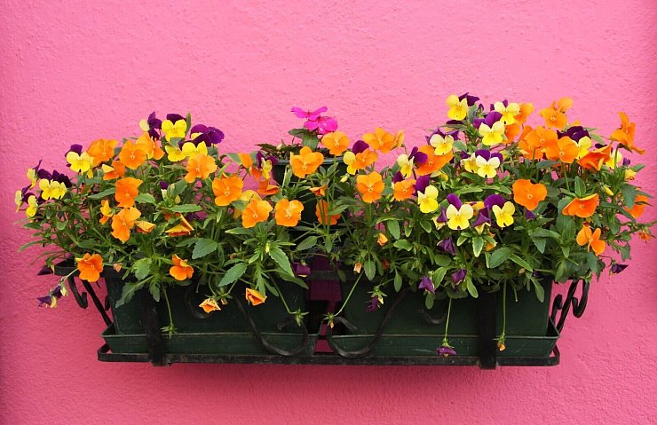 Für den Blumenkasten eignet sich etwa ein Mix aus verschiedenfarbigen Hornveilchen. - © Hilke Segbers/dpa-tmn