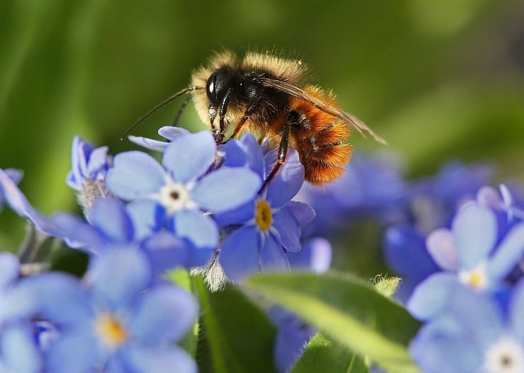 Frühlingsblüher sehen nicht nur hübsch aus, sie dienen auch als Nahrungsquelle für Insekten. - © Stephanie Pilick/dpa/dpa-tmn