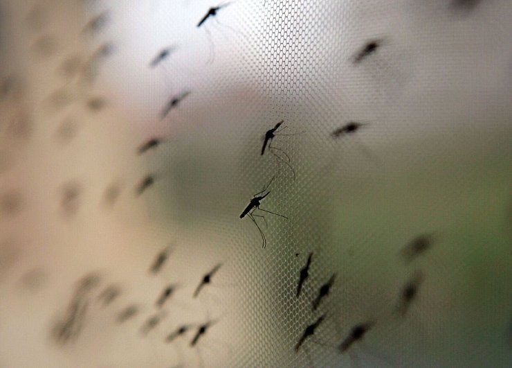 Die Anopheles-Mücke umfasst weltweit sehr viele verschiedene Arten. - © Stephen Morrison/epa/dpa-tmn