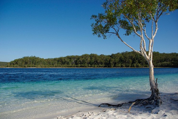 Der Lake McKenzie gilt als Postkartenmotiv schlechthin - aber Dingos greifen auch im Wasser an. (Archivbild) - © Florian Sanktjohanser/dpa-tmn