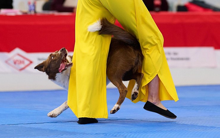 Border Collie Winston gewann mit seiner Besitzerin Barbara Feldbauer. - © Bernd Thissen/dpa