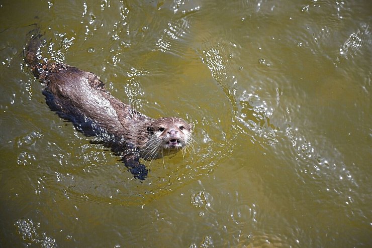 Ab ins Wasser: Ein Zwergotter schwimmt in einem Gehege. - © Sebastian Christoph Gollnow/dpa