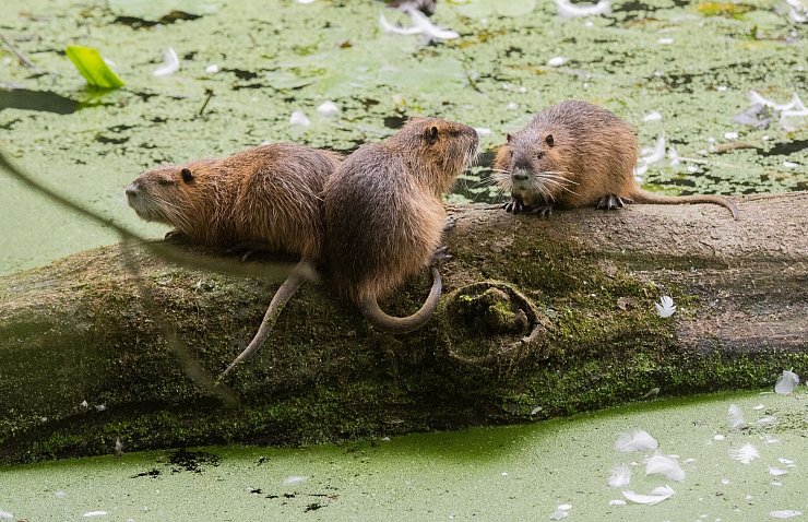 Nutrias sind an ihren Schwänzen einfach von Bibern zu unterscheiden. (Archivbild) - © Julian Stratenschulte/dpa