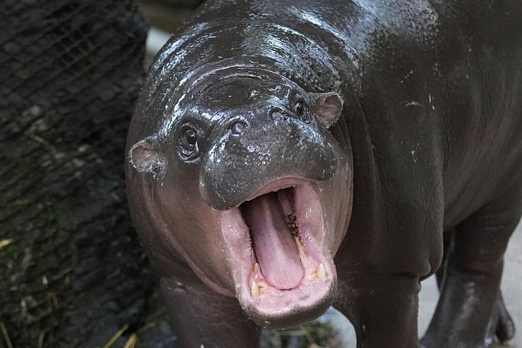 Moo Deng bedeutet so viel wie "hüpfendes Schweinchen" - Internet-User hatten über den Namen abgestimmt. - © Sakchai Lalit/AP/dpa